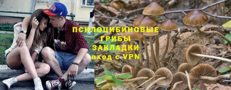 наркота  Уссурийск  Псилоцибиновые грибы Psilocybine cubensis 